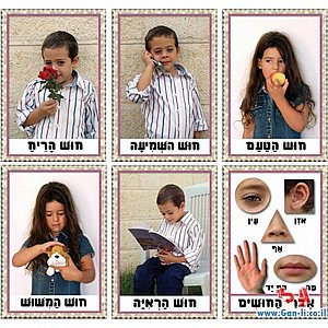 ערכת חושים ערכת חושים